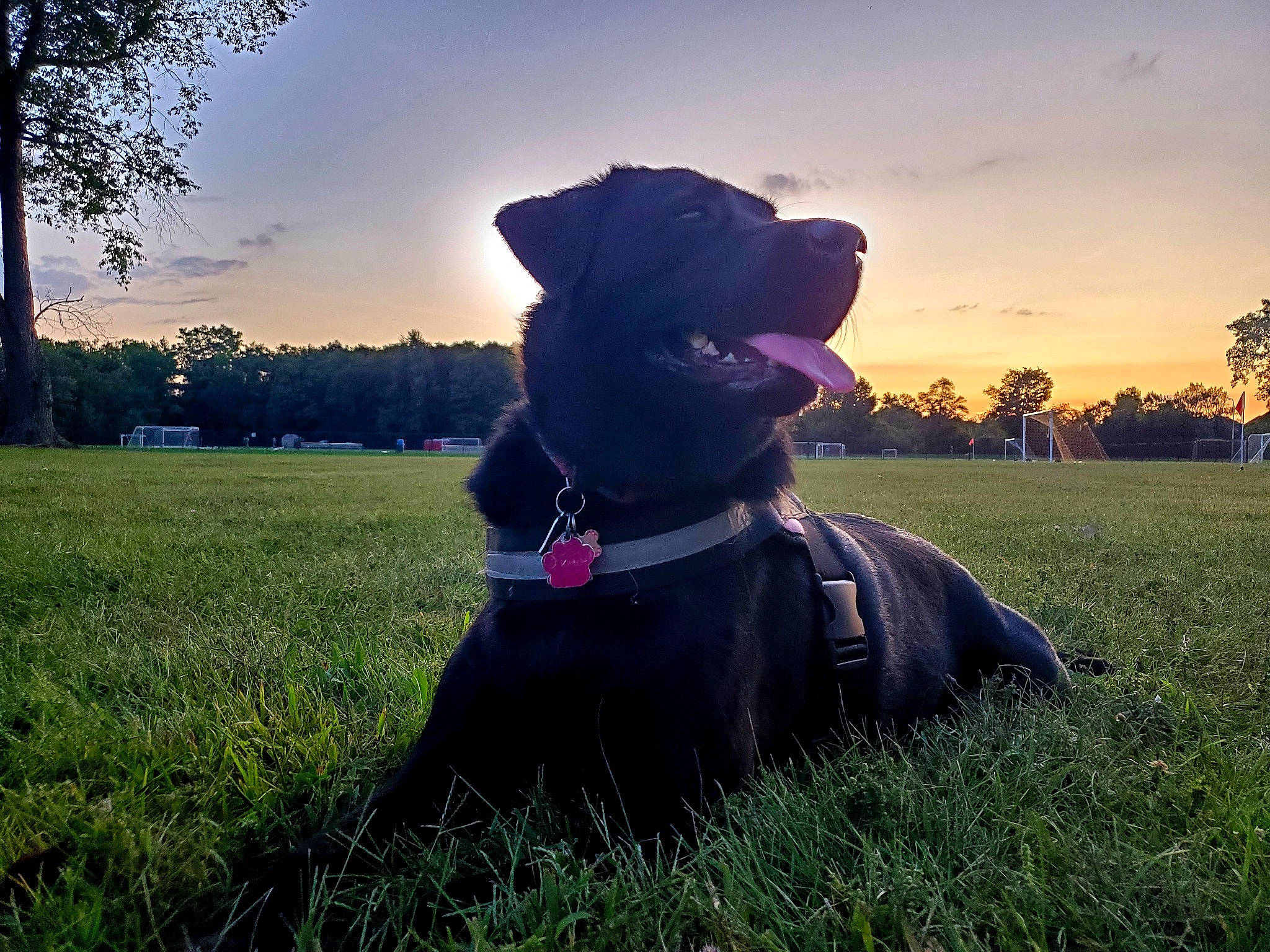 Edna joined the competition — help win amazing prizes! bandog, cane_corso, canidae, carnivore, cloud, companion_dog, dog, dog_breed, dog_collar, grass, guard_dog, labrador_retriever, meteorological_phenomenon, morning, patterdale_terrier, puppy, sky, sporting_group, sunlight, sunset