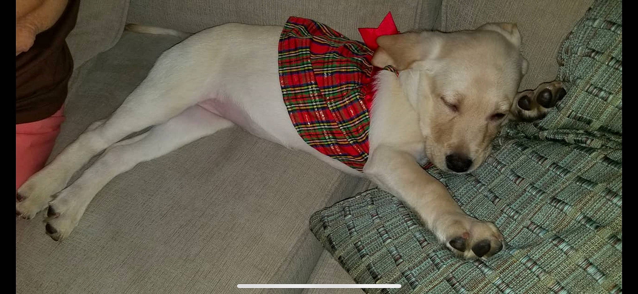 Lexi joined the competition — help win amazing prizes! canidae, carnivore, companion_dog, dog, dog_breed, dogo_argentino, fawn, labrador_retriever, mammal, puppy, rajapalayam, rare_breed_dog, retriever, sporting_group, tail, vertebrate