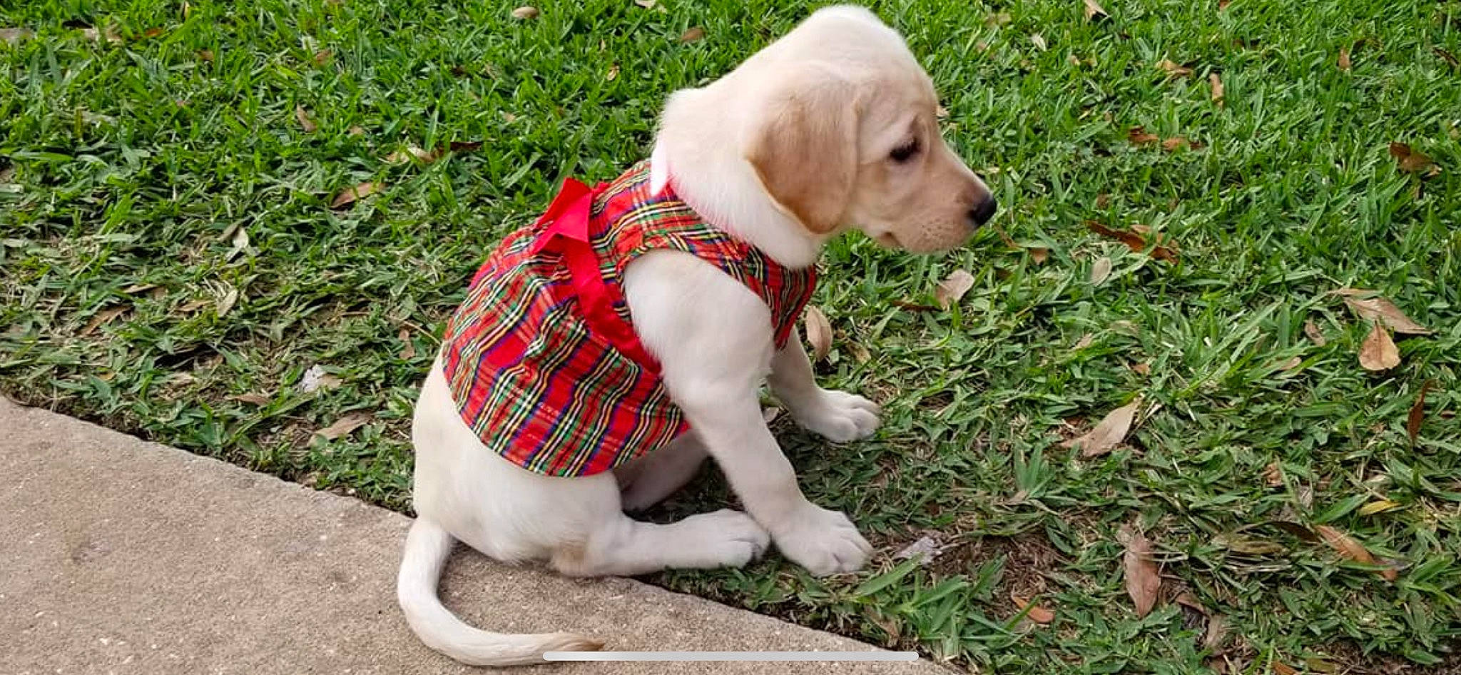 Lexi is registered to the contest to win money with this photo: canidae, carnivore, companion_dog, dog, dog_breed, dog_clothes, fawn, grass, labrador_retriever, mammal, pointing_breed, puppy, retriever, snout, sporting_group, tail