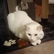 Mia a rejoint le concours — aidez-le/la à gagner de superbes lots ! abyssinian, angora, animal, cat, head, indoors, kitten, manx, person, pet, siamese, white, wood