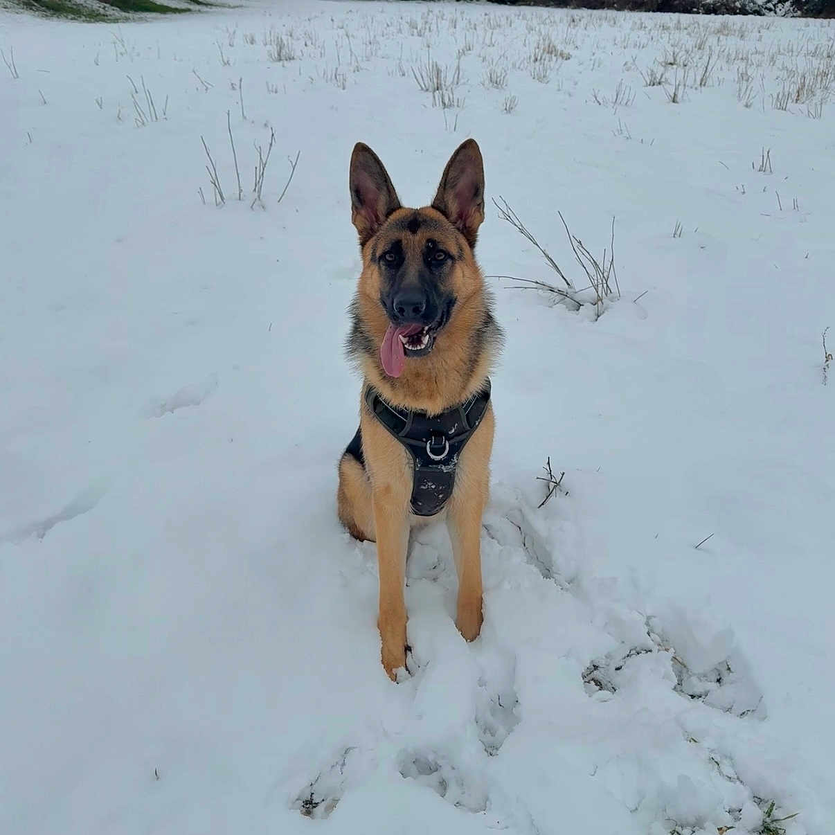 Vicky a rejoint le concours — aidez-le/la à gagner de superbes lots ! animal, canine, cold, daytime, dog, ears_up, field, fur, german_shepherd, harness, landscape, nature, outdoor, pet, playful, sitting, snow, tongue_out, trees, winter