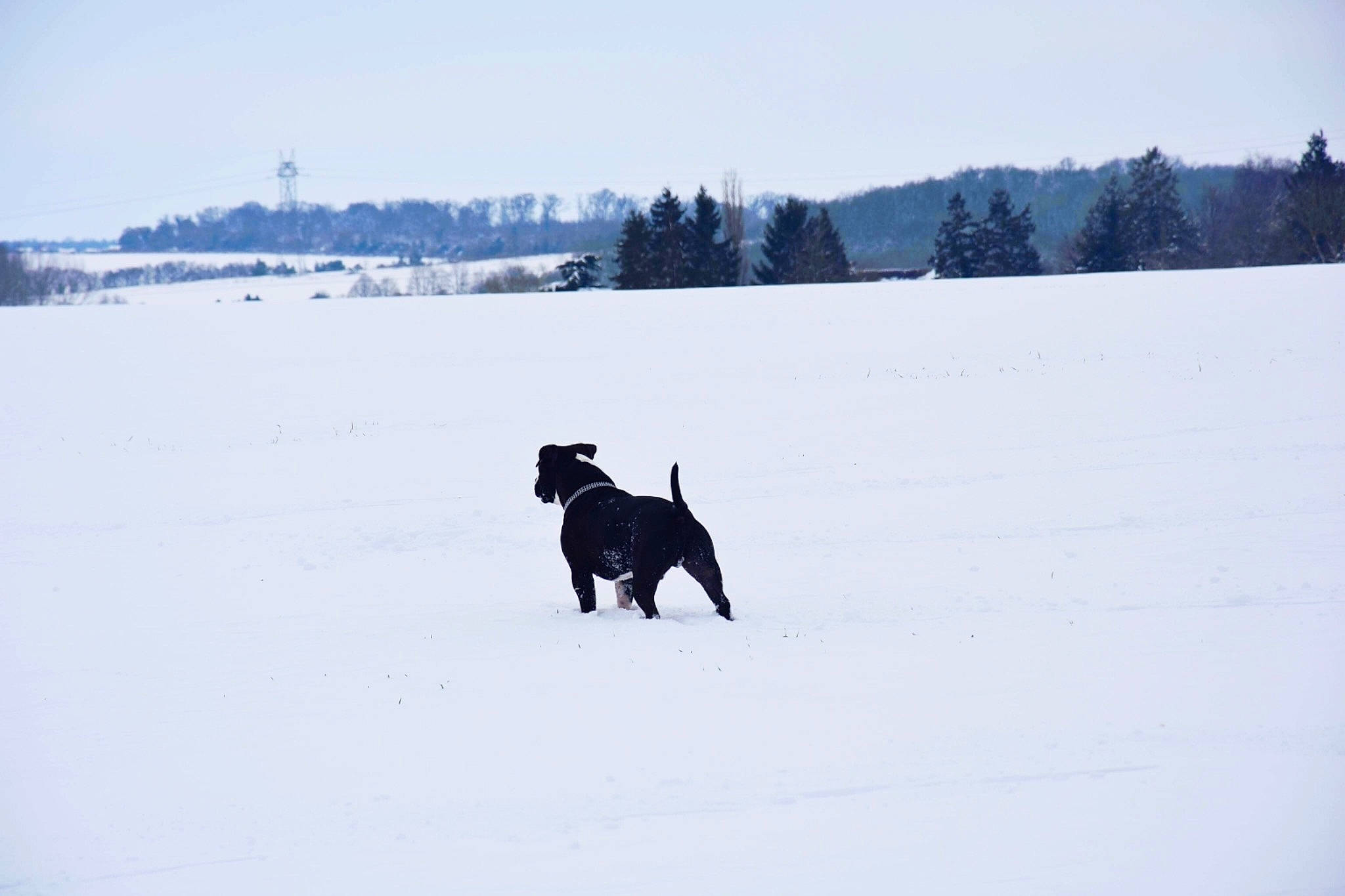 Mike participe au concours pour gagner de l'argent avec cette photo : arctic, black_norwegian_elkhound, canidae, carnivore, dog, dog_breed, freezing, guard_dog, ice, labrador_retriever, norwegian_elkhound, schipperke, snow, sporting_group, winter