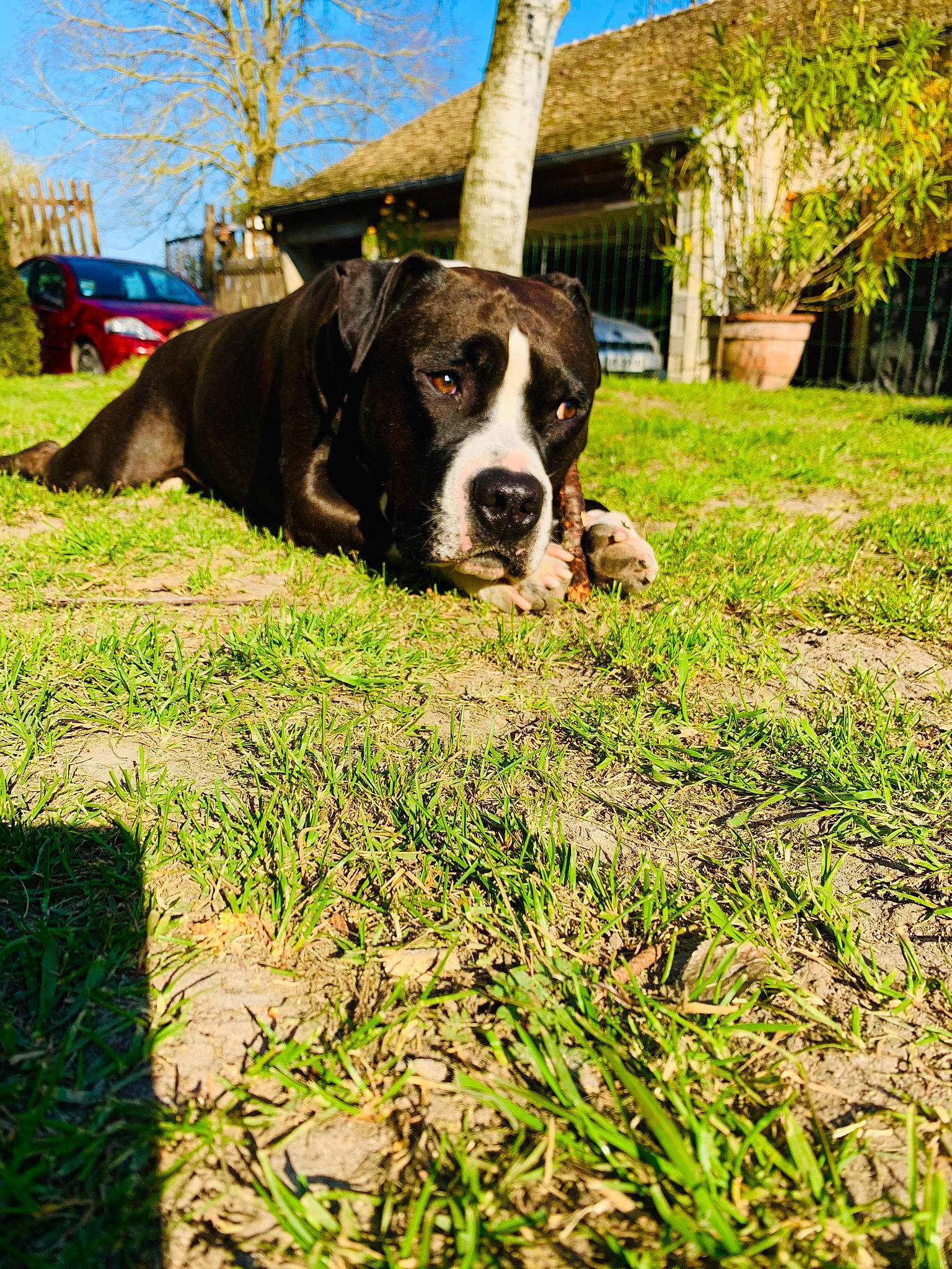 Mike a rejoint le concours — aidez-le/la à gagner de superbes lots ! canidae, carnivore, dog, dog_breed, fawn, grass, green, mammal, plant, snout, sporting_group, tree