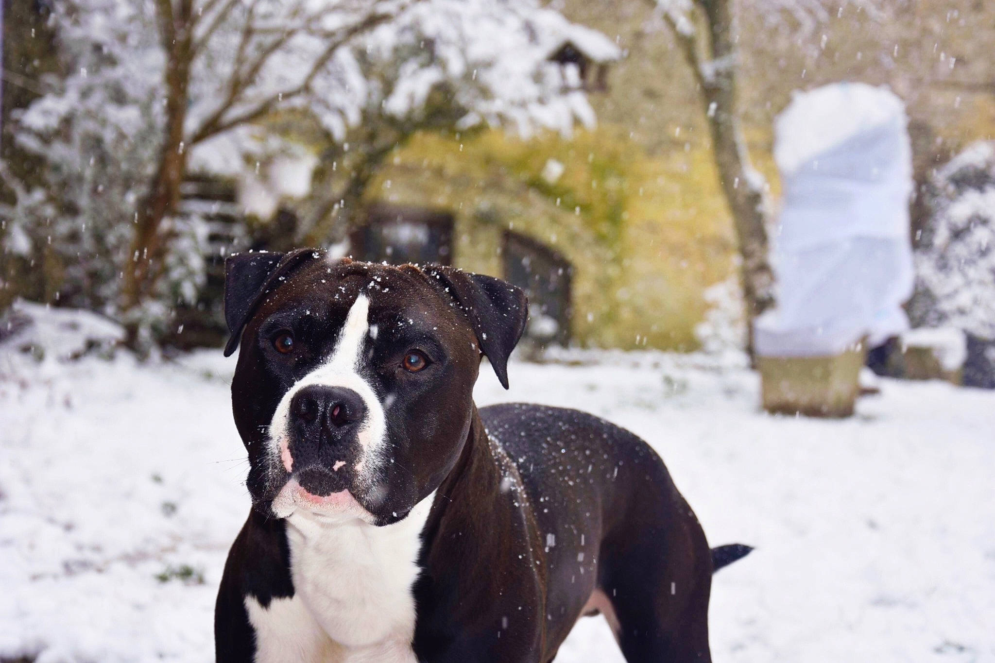 Mike participe au concours pour gagner de l'argent avec cette photo : american_bulldog, american_pit_bull_terrier, american_staffordshire_terrier, canidae, carnivore, dog, dog_breed, fawn, mammal, molosser, non_sporting_group, olde_english_bulldogge, pit_bull, rare_breed_dog, snout, snow, sporting_group, staffordshire_bull_terrier, valley_bulldog, vertebrate