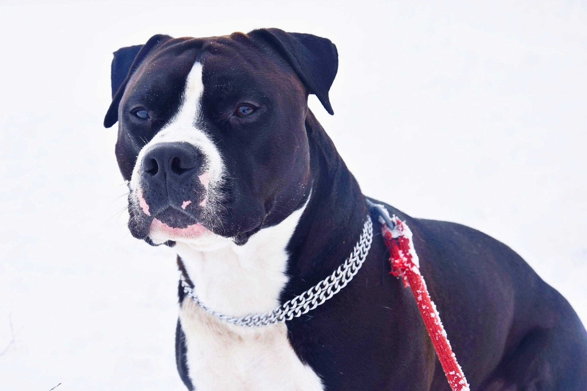 Mike a rejoint le concours — aidez-le/la à gagner de superbes lots ! american_pit_bull_terrier, american_staffordshire_terrier, ancient_dog_breeds, boxer, canidae, carnivore, collar, companion_dog, dog, dog_breed, dog_collar, mammal, non_sporting_group, pit_bull, rare_breed_dog, snout, sporting_group, staffordshire_bull_terrier, valley_bulldog, vertebrate