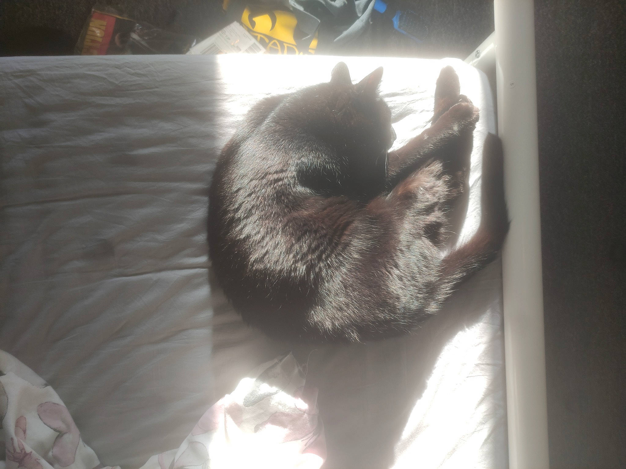 Star is registered to the contest to win money with this photo: black_cat, canidae, carnivore, cat, claw, comfort, darkness, domestic_short_haired_cat, ear, felidae, fur, light, paw, room, shadow, small_to_medium_sized_cats, table, tail, textile, whiskers