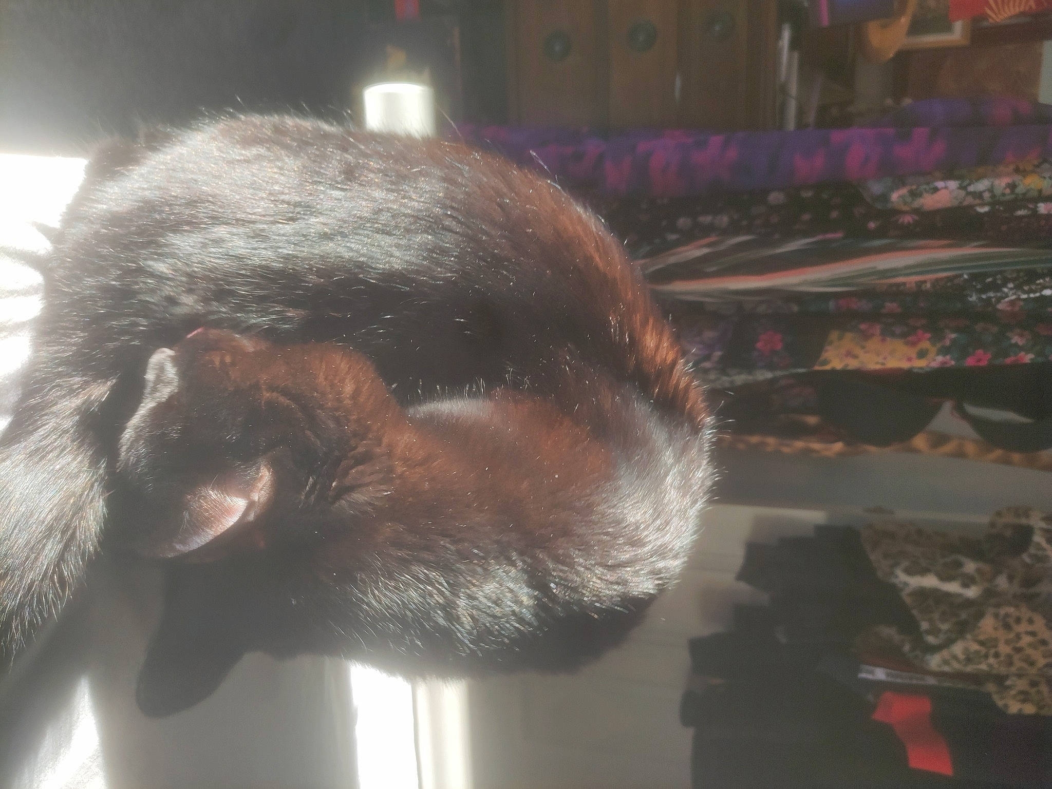 Star joined the competition — help win amazing prizes! brown, carnivore, cat, cat_supply, claw, comfort, dog_breed, domestic_short_haired_cat, ear, felidae, fur, liver, nap, sleep, small_to_medium_sized_cats, snout, sporting_group, tail, terrestrial_animal, whiskers