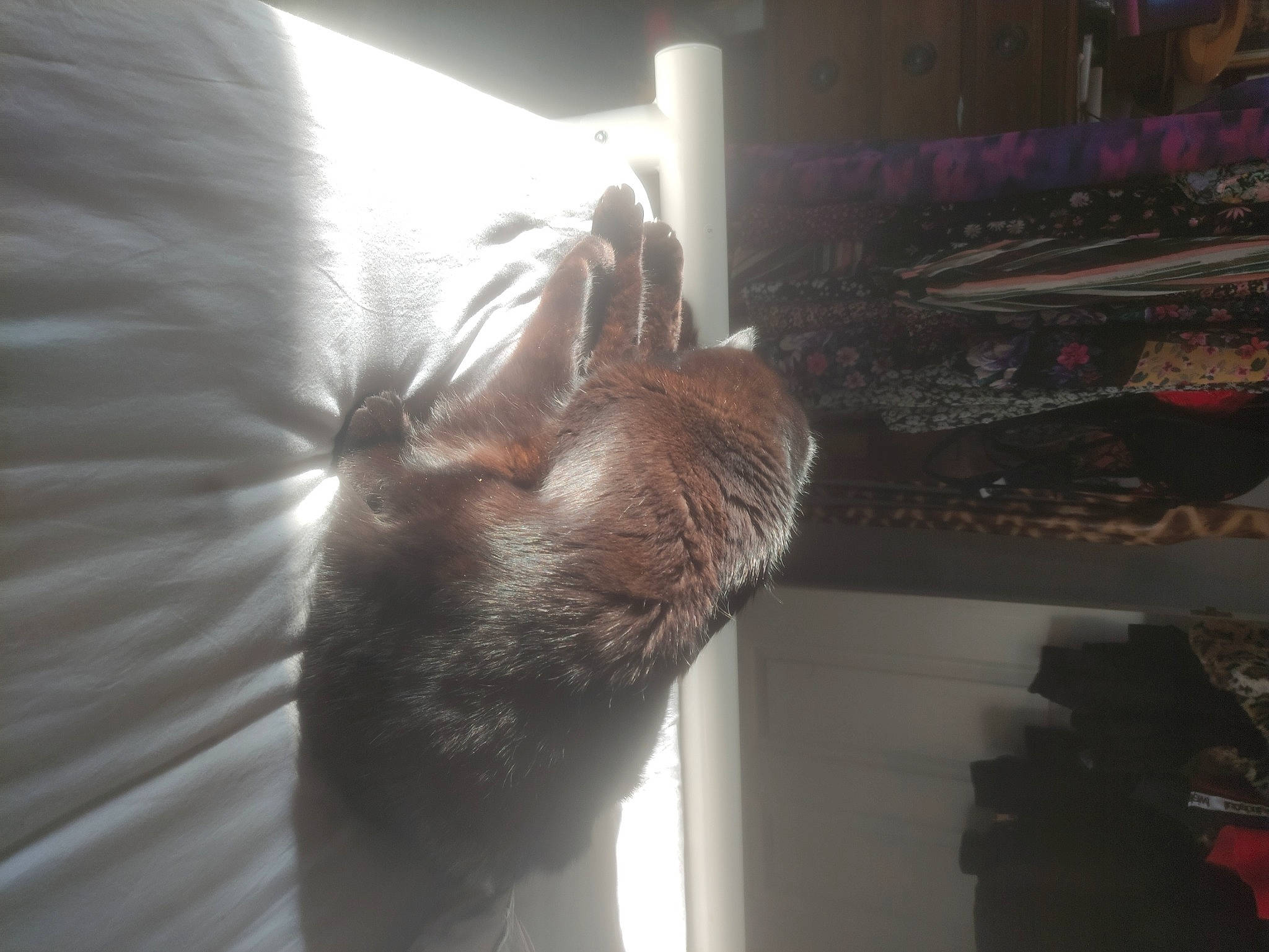 Star is registered to the contest to win money with this photo: cat, comfort, dog_breed, ear, elbow, fawn, felidae, foot, fur, gesture, human_leg, room, shadow, shelf, small_to_medium_sized_cats, sporting_group, tail, whiskers, wood, wrist