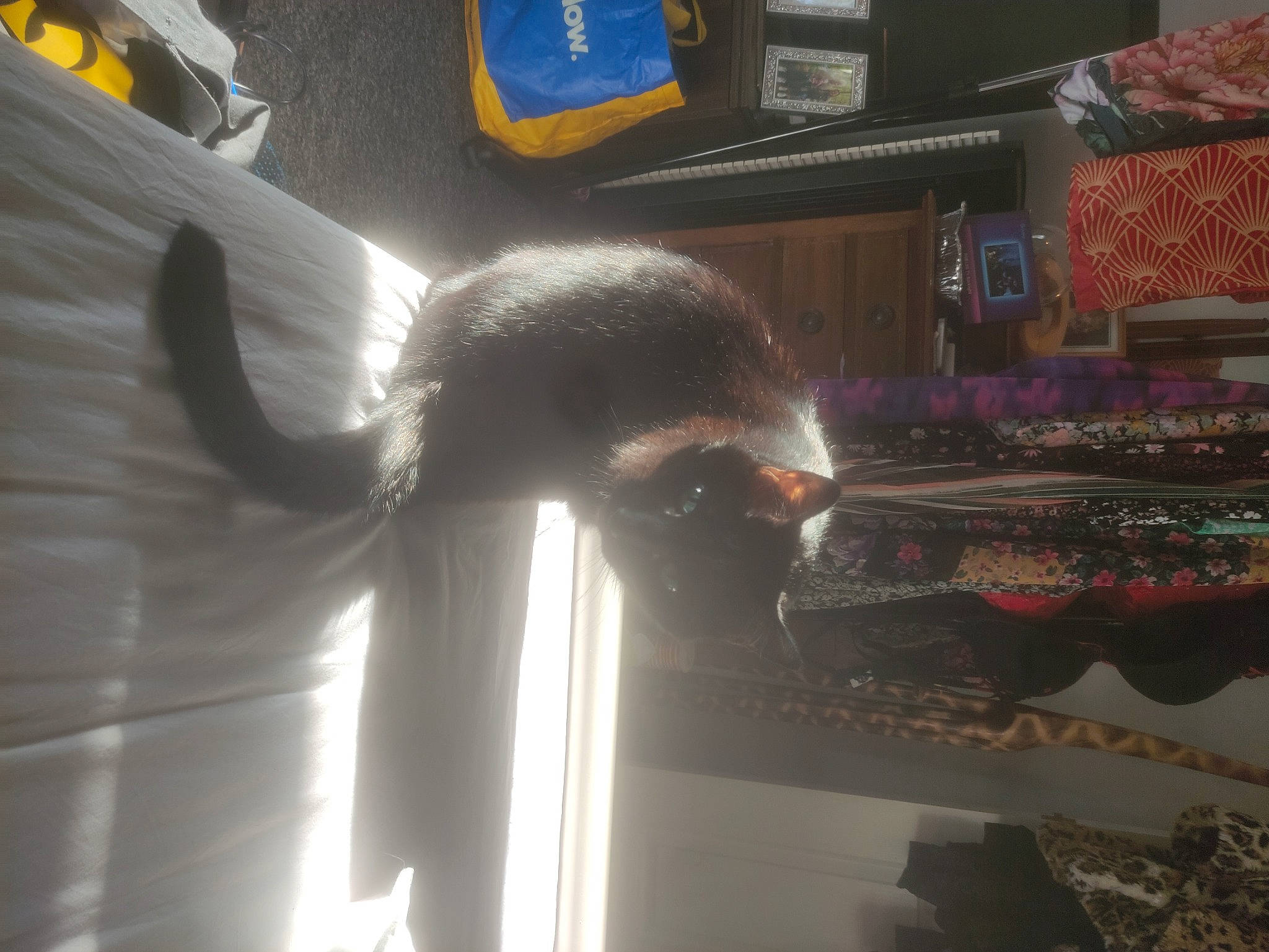 Star joined the competition — help win amazing prizes! darkness, felidae, flightless_bird, flooring, fur, glass, machine, metal, muroidea, rodent, room, small_to_medium_sized_cats, steel, tail, whiskers