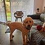 dog, indoor, living_room, tile_floor, curtains, chair, cushion, bunny_pillow, sofa, plush_toy, natural_light, pet, fur, collar, decor, plant, window, home, cozy, animal