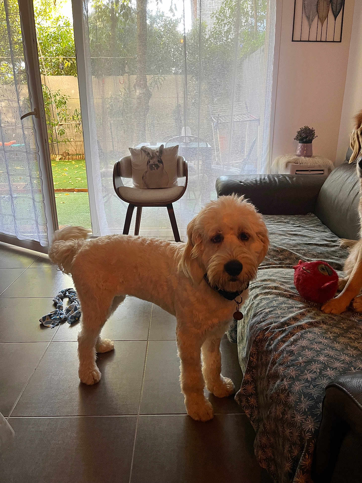 Alys participe au concours pour gagner de l'argent avec cette photo : dog, indoor, living_room, tile_floor, curtains, chair, cushion, bunny_pillow, sofa, plush_toy, natural_light, pet, fur, collar, decor, plant, window, home, cozy, animal