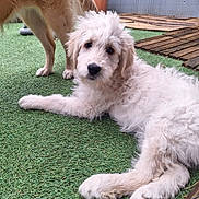 Alys participe au concours pour gagner de l'argent avec cette photo : animal, artificial_grass, canine, companion, curious, dog, fluffy, fur, green, laying_down, nature, outdoor, pet, playful, potted_plant, puppy, relaxed, white_fur, wooden_planks, young_dog