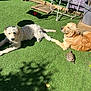 Alys a rejoint le concours — aidez-le/la à gagner de superbes lots ! animal, artificial_grass, collar, curly_fur_dog, daylight, dog, golden_retriever, grass, metal_rack, nature, outdoor, pet, plant_pot, red_ball, relaxing, resting, shadows, sunny, tortoise, wooden_plank