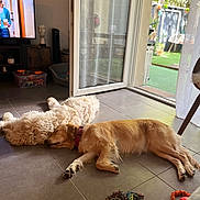 Ullia participe au concours pour gagner de l'argent avec cette photo : collar, cozy, curtain, dog, garden, golden_dog, home, indoor, living_room, napping, open_door, peaceful, pet, relaxation, sleeping, sunlight, television, tile_floor, toy, white_dog