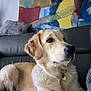 Ullia a rejoint le concours — aidez-le/la à gagner de superbes lots ! animal, blanket, canine, cockerspaniel, couch, cushion, dog, furniture, goldenretriever, head, homedecor, hound, labradorretriever, person, pet, puppy, sleeping, snout, whitedog