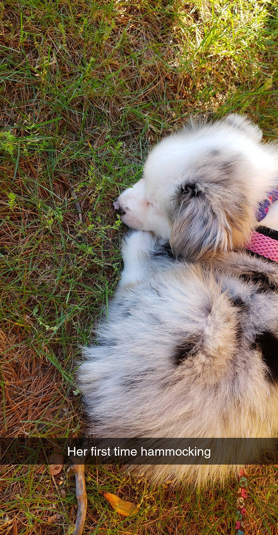 Persephone is registered to the contest to win money with this photo: australian_shepherd, canidae, carnivore, dog, dog_breed, fur, mammal, miniature_australian_shepherd, old_english_sheepdog, puppy