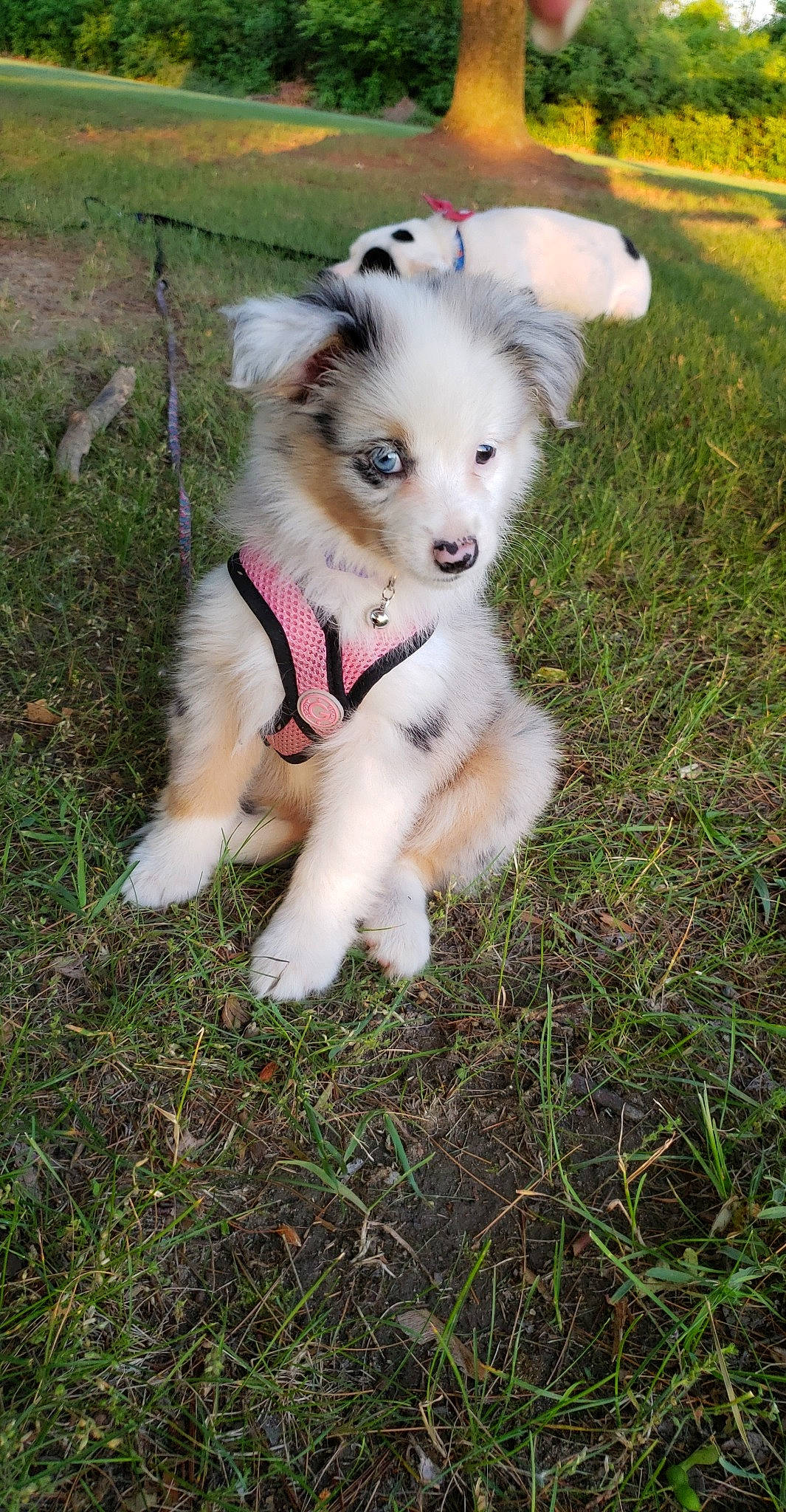 Persephone is registered to the contest to win money with this photo: australian_collie, australian_shepherd, border_collie, canidae, carnivore, companion_dog, dog, dog_breed, elo, mammal, miniature_australian_shepherd, pomeranian, puppy, sporting_group, vertebrate, working_dog