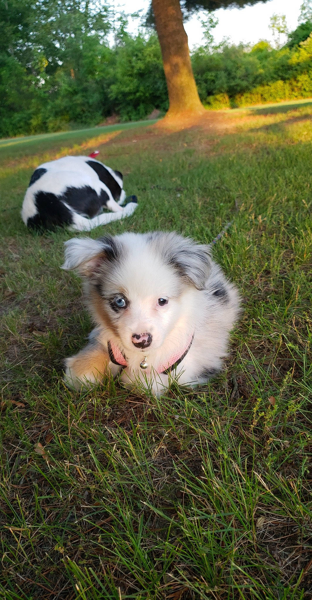 Persephone joined the competition — help win amazing prizes! australian_collie, australian_shepherd, border_collie, canidae, carnivore, dog, dog_breed, grass, herding_dog, mammal, miniature_australian_shepherd, puppy, rough_collie, shetland_sheepdog, vertebrate, working_dog