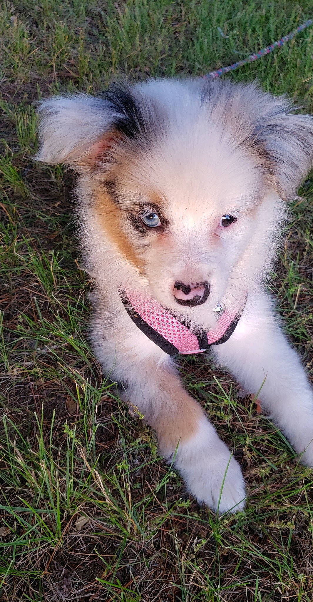 Persephone joined the competition — help win amazing prizes! australian_collie, australian_shepherd, border_collie, canidae, carnivore, companion_dog, dog, dog_breed, elo, fawn, herding_dog, mammal, miniature_australian_shepherd, puppy, rare_breed_dog, vertebrate, welsh_sheepdog