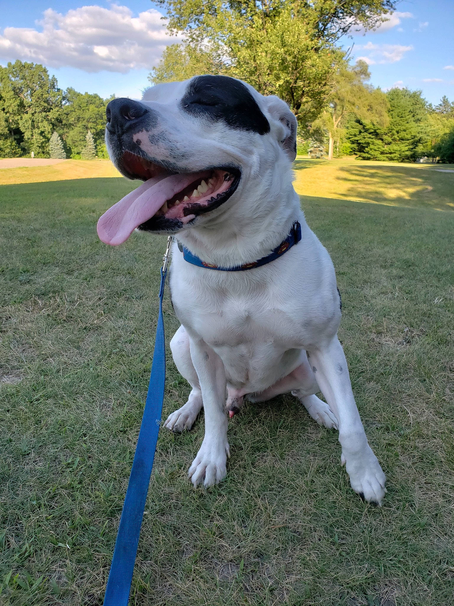 Bart joined the competition — help win amazing prizes! american_bulldog, american_pit_bull_terrier, american_staffordshire_terrier, canidae, carnivore, companion_dog, dog, dog_breed, dog_collar, fawn, grass, mammal, non_sporting_group, pit_bull, snout, sporting_group, staffordshire_bull_terrier, tail, vertebrate