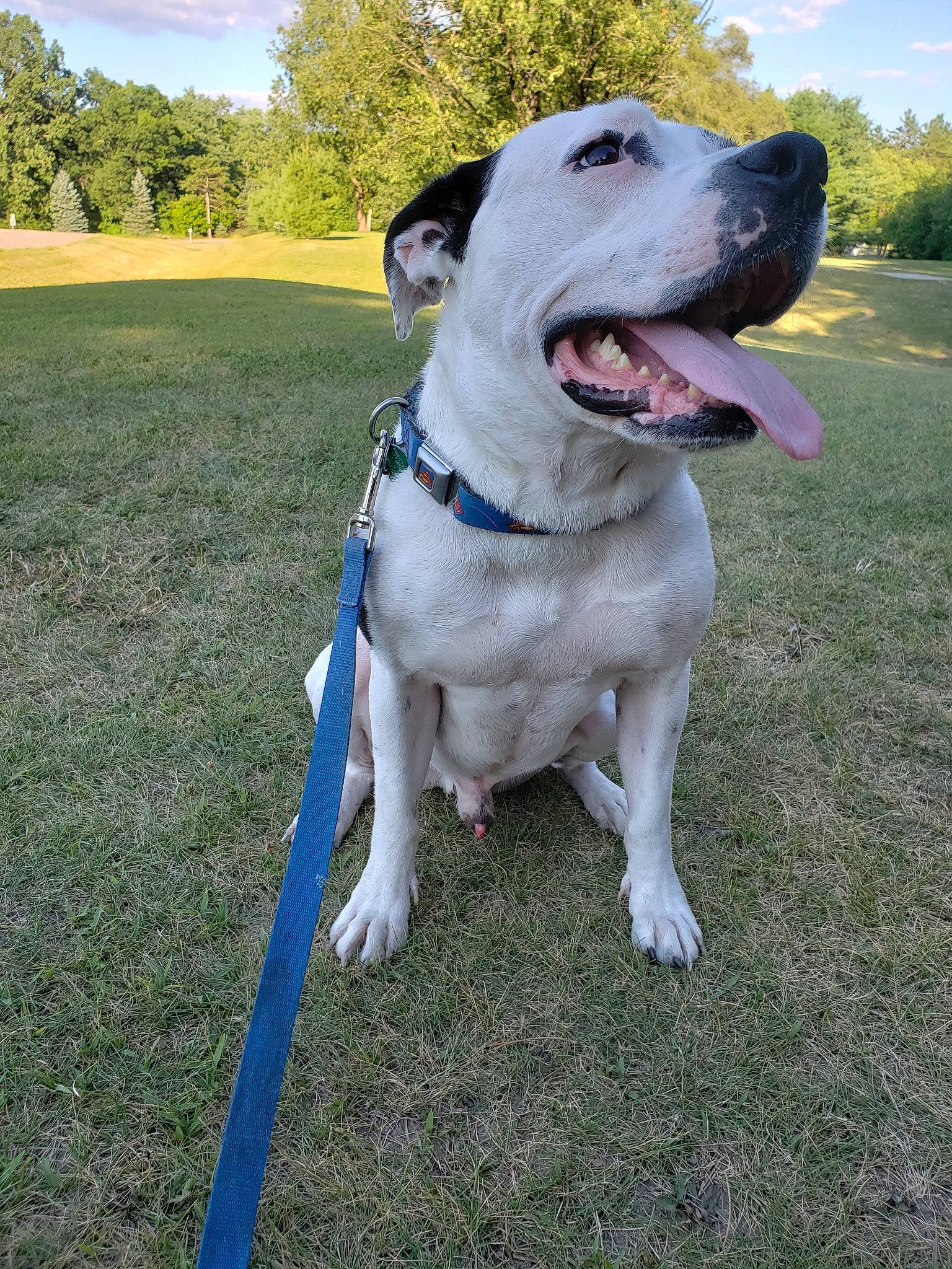 Bart is registered to the contest to win money with this photo: adventure, american_bulldog, american_pit_bull_terrier, american_staffordshire_terrier, canidae, carnivore, collar, dog, dog_breed, dog_collar, fawn, grass, mammal, non_sporting_group, pit_bull, snout, sporting_group, staffordshire_bull_terrier, tail, vertebrate