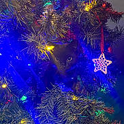 Ozzy is registered to the contest to win money with this photo: animal, black_cat, celebration, christmas_lights, christmas_tree, colorful_lights, curious, cute, decorations, festive, greenery, holiday, indoor, kitten, night, ornament, pet, pine_branches, star_ornament, tree