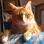 Totti a rejoint le concours — aidez-le/la à gagner de superbes lots ! aegean_cat, american_shorthair, american_wirehair, cat, cat_like_mammal, domestic_short_haired_cat, european_shorthair, fur, kitten, munchkin, small_to_medium_sized_cats, snout, tabby_cat, whiskers
