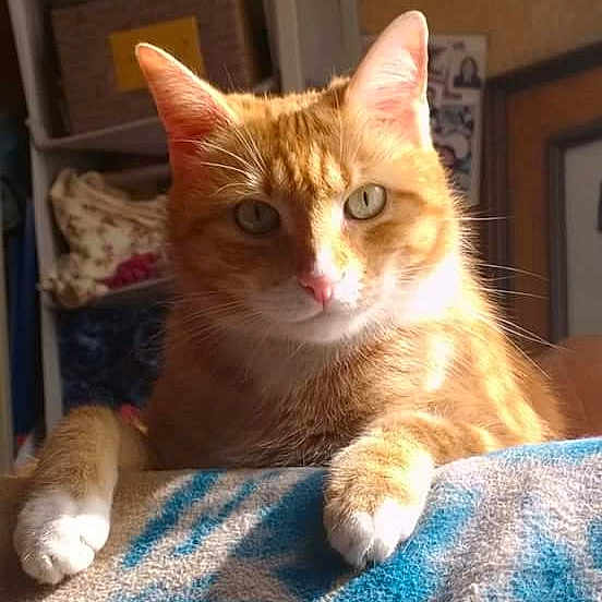 Totti