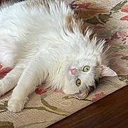 Meimei joined the competition — help win amazing prizes! animal, brown, cat, closeup, curious, cute, domestic, ears, floor, floral_pattern, fluffy, fur, green_eyes, indoor, lying_down, pet, relaxed, rug, whiskers, white