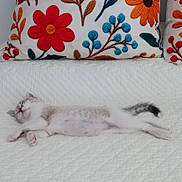 Browny a rejoint le concours — aidez-le/la à gagner de superbes lots ! kitten, cat, sleeping, white_quilt, couch, pillow, floral_pattern, embroidered, cozy, relaxed, indoor, pet, feline, cute, resting, small_animal, domestic_animal, fur, tail, whiskers