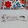 kitten, cat, sleeping, white_quilt, couch, pillow, floral_pattern, embroidered, cozy, relaxed, indoor, pet, feline, cute, resting, small_animal, domestic_animal, fur, tail, whiskers