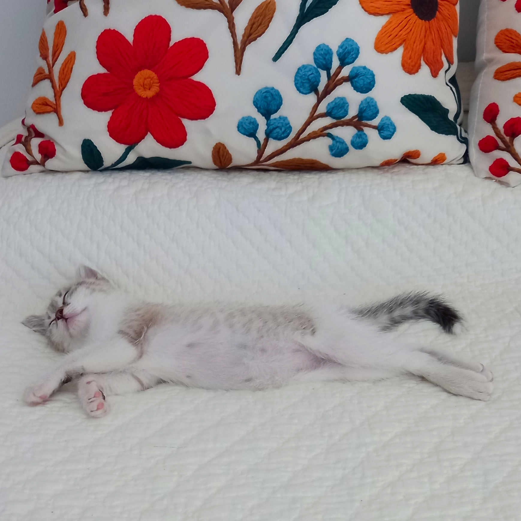 Browny a rejoint le concours — aidez-le/la à gagner de superbes lots ! kitten, cat, sleeping, white_quilt, couch, pillow, floral_pattern, embroidered, cozy, relaxed, indoor, pet, feline, cute, resting, small_animal, domestic_animal, fur, tail, whiskers