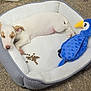 Ask participe au concours pour gagner de l'argent avec cette photo : puppy, dog, sleeping, dog_bed, plush_toy, blue, bird_toy, kibble, pet, animal, resting, cute, cozy, white_dog, outdoor, surface, relaxation, young_dog, pink_nose, small_dog