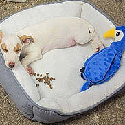 Ask participe au concours pour gagner de l'argent avec cette photo : puppy, dog_bed, sleeping, toy, stuffed_animal, blue_toy, kibble, pet, cute, resting, white_dog, outdoor, soft_bed, small_dog, relaxing, animal, canine, nap, cozy, peaceful