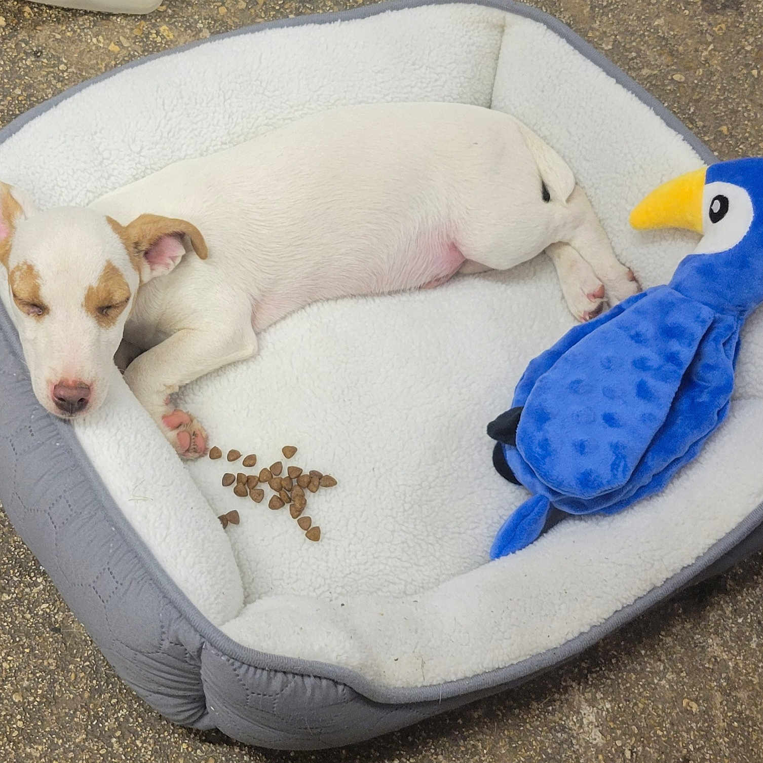 Ask participe au concours pour gagner de l'argent avec cette photo : animal, blue_toy, canine, cozy, cute, dog_bed, kibble, nap, outdoor, peaceful, pet, puppy, relaxing, resting, sleeping, small_dog, soft_bed, stuffed_animal, toy, white_dog