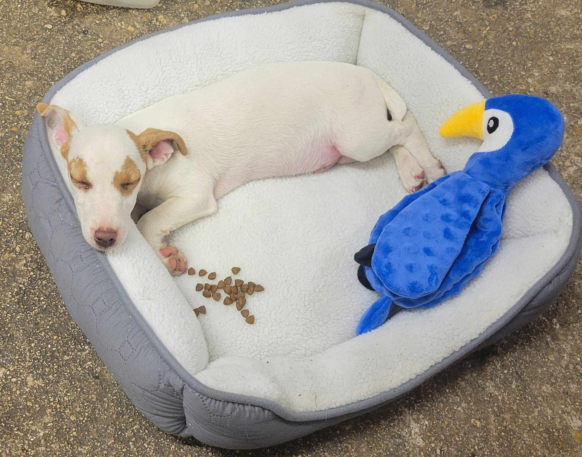Ask participe au concours pour gagner de l'argent avec cette photo : puppy, dog_bed, sleeping, toy, stuffed_animal, blue_toy, kibble, pet, cute, resting, white_dog, outdoor, soft_bed, small_dog, relaxing, animal, canine, nap, cozy, peaceful
