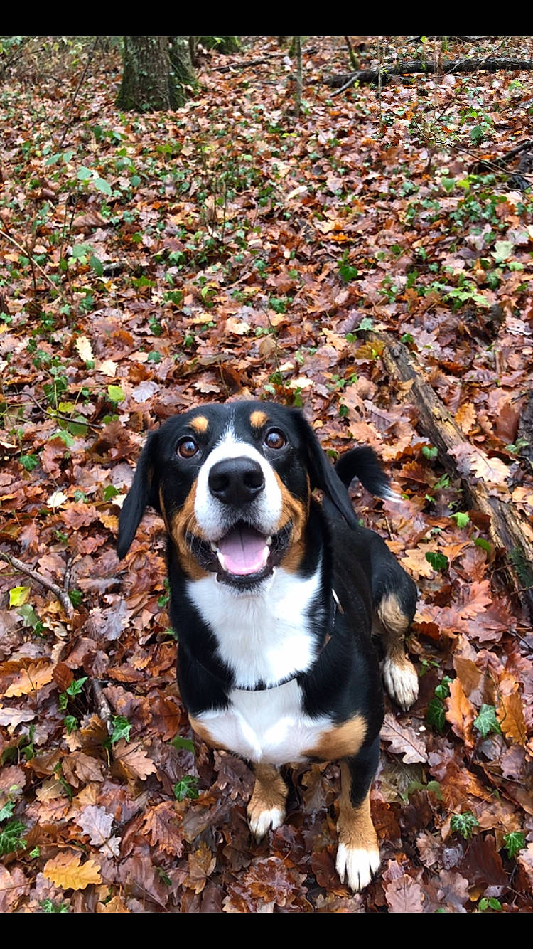 Oslo a rejoint le concours — aidez-le/la à gagner de superbes lots ! autumn, bernese_mountain_dog, canidae, carnivore, companion_dog, dog, dog_breed, fawn, grass, hound, hunting_dog, plant, scent_hound, snout, soil, sporting_group, terrestrial_animal, tree, whiskers, working_dog