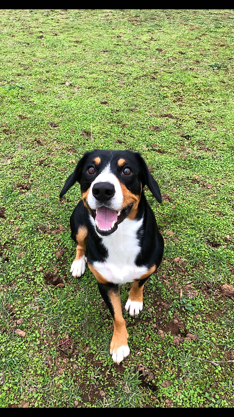 Oslo participe au concours pour gagner de l'argent avec cette photo : ball, carnivore, companion_dog, dog, dog_breed, grass, groundcover, hound, people_in_nature, plant, scent_hound, sporting_group, working_dog