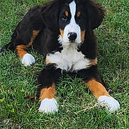 Kai is registered to the contest to win money with this photo: dog, puppy, bernese_mountain_dog, grass, outdoor, animal, pet, black_fur, white_fur, brown_fur, lying_down, nature, canine, young_dog, mammal, cute, fur, ears, nose, paws