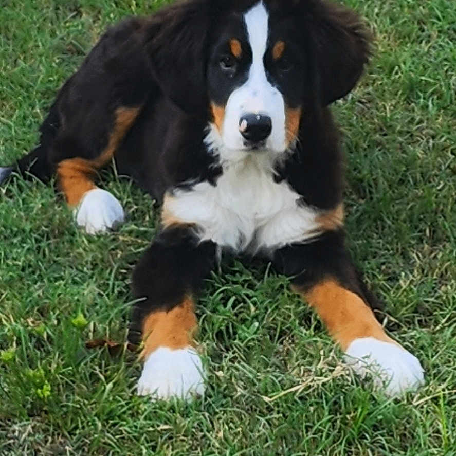 Kai is registered to the contest to win money with this photo: dog, puppy, bernese_mountain_dog, grass, outdoor, animal, pet, black_fur, white_fur, brown_fur, lying_down, nature, canine, young_dog, mammal, cute, fur, ears, nose, paws