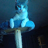 Lucifer joined the competition — help win amazing prizes! cat, cat_tree, pet, feline, indoor, animal, whiskers, fur, curious, blue, perched, play_toy, scratching_post, resting, looking, domestic_cat, house, cozy, quiet, night