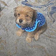 Buddy Joe Love joined the competition — help win amazing prizes! puppy, dog, pet, blue_outfit, carpet, indoor, cute, small, fur, animal, sitting, looking, adorable, texture, pattern, floor, domestic, canine, young, fluffy