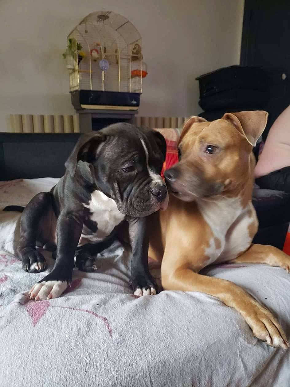 Armani a rejoint le concours — aidez-le/la à gagner de superbes lots ! boxer, canidae, carnivore, comfort, companion_dog, dog, dog_breed, dog_supply, fawn, fur, guard_dog, liver, paw, snout, sporting_group, tail, toy_dog, whiskers, working_animal, wrinkle