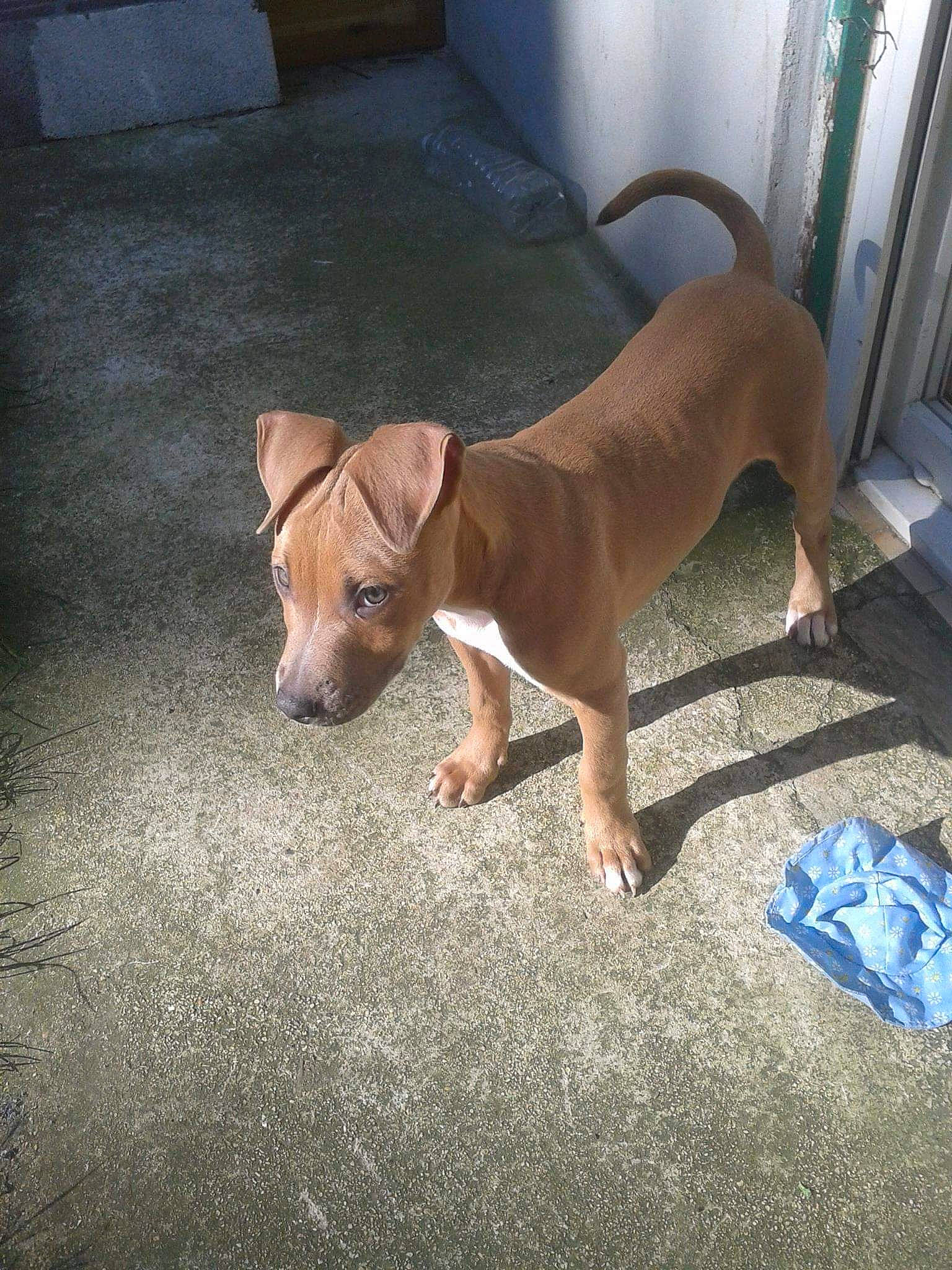 Iana a rejoint le concours — aidez-le/la à gagner de superbes lots ! basenji, canidae, carnivore, collar, comfort, companion_dog, dog, dog_breed, dog_supply, fawn, floor, flooring, hardwood, paw, pet_supply, snout, sporting_group, tail, toy_dog, working_animal