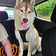 Amé a rejoint le concours — aidez-le/la à gagner de superbes lots ! dog, husky, pet, animal, car_interior, backseat, leash, person, hand, window, greenery, fur, tongue_out, black_harness, seated, happy, domestic_animal, canine, transportation, vehicle