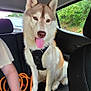 dog, husky, pet, animal, car_interior, backseat, leash, person, hand, window, greenery, fur, tongue_out, black_harness, seated, happy, domestic_animal, canine, transportation, vehicle
