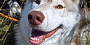 Amé participe au concours pour gagner de l'argent avec cette photo : dog, husky, smiling, grass, outdoor, nature, canine, pet, happy, animal, fur, ears, nose, teeth, tongue, sunlight, rocks, greenery, closeup, portrait