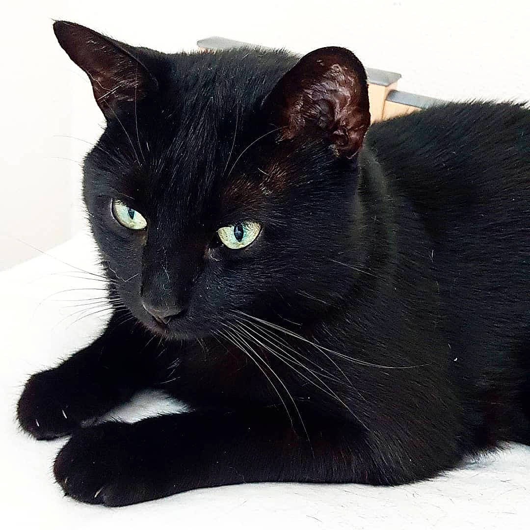 Thanatos a rejoint le concours — aidez-le/la à gagner de superbes lots ! asian, black, black_cat, bombay, burmese, carnivore, cat, domestic_short_haired_cat, felidae, havana_brown, mammal, small_to_medium_sized_cats, snout, vertebrate, whiskers