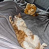 Simba participe au concours pour gagner de l'argent avec cette photo : cat, sleeping, orange_cat, white_fur, blanket, plush_toy, lion_toy, bedroom, cozy, indoor, relaxed, pet, fur, paw, resting, cute, soft, feline, animal, comfort