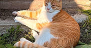 Simba participe au concours pour gagner de l'argent avec cette photo : cat, orange_cat, white_cat, animal, pet, outdoor, sunlight, greenery, plants, flowers, relaxed, feline, nature, fur, tail, whiskers, resting, garden, daylight, peaceful